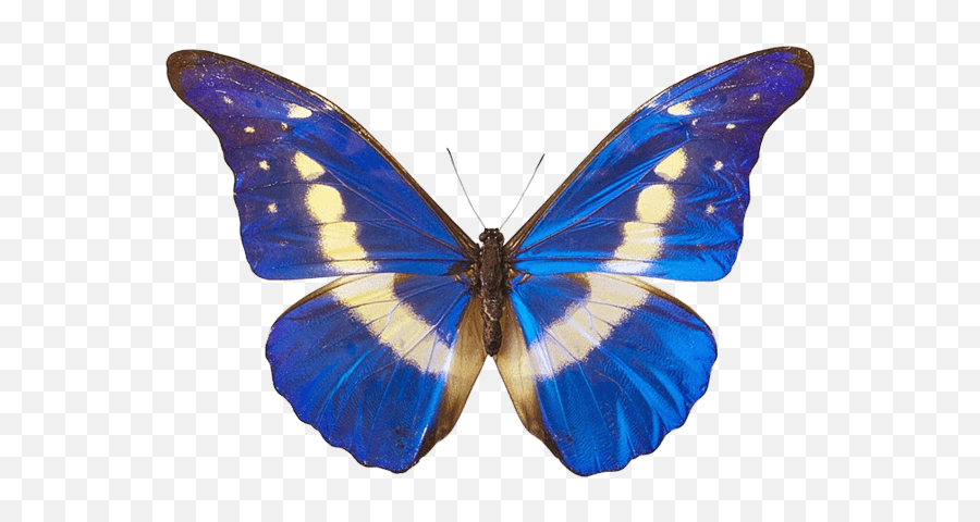 Download Free Blue Butterfly Png Image - White And Blue Butterflies,Blue Butterflies Png