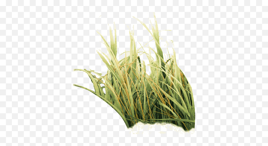Photo Of Tall Grass Png - Yellow Green Grass Png,Grasses Png