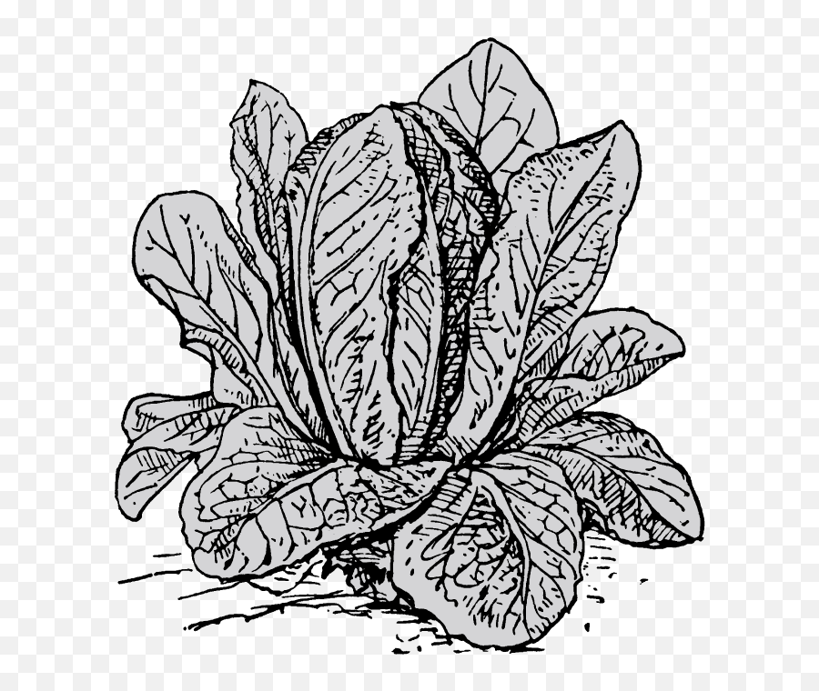 See What We Do Best Lapero - Lettuce Plant Clipart Black And White Png,Dep.io Icon