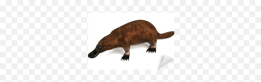 Realistic 3d Render Of Platypus Wall Mural U2022 Pixers - We Live To Change Mammifero Oviparo Png,Platypus Png