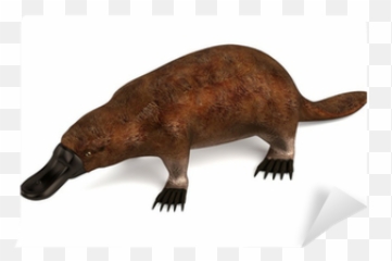 Realistic 3d Render Of Platypus Wall Mural U2022 Pixers - We Live To Change Mammifero Oviparo Png,Platypus Png