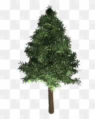 Tree Evergreen Isolated - Oak png