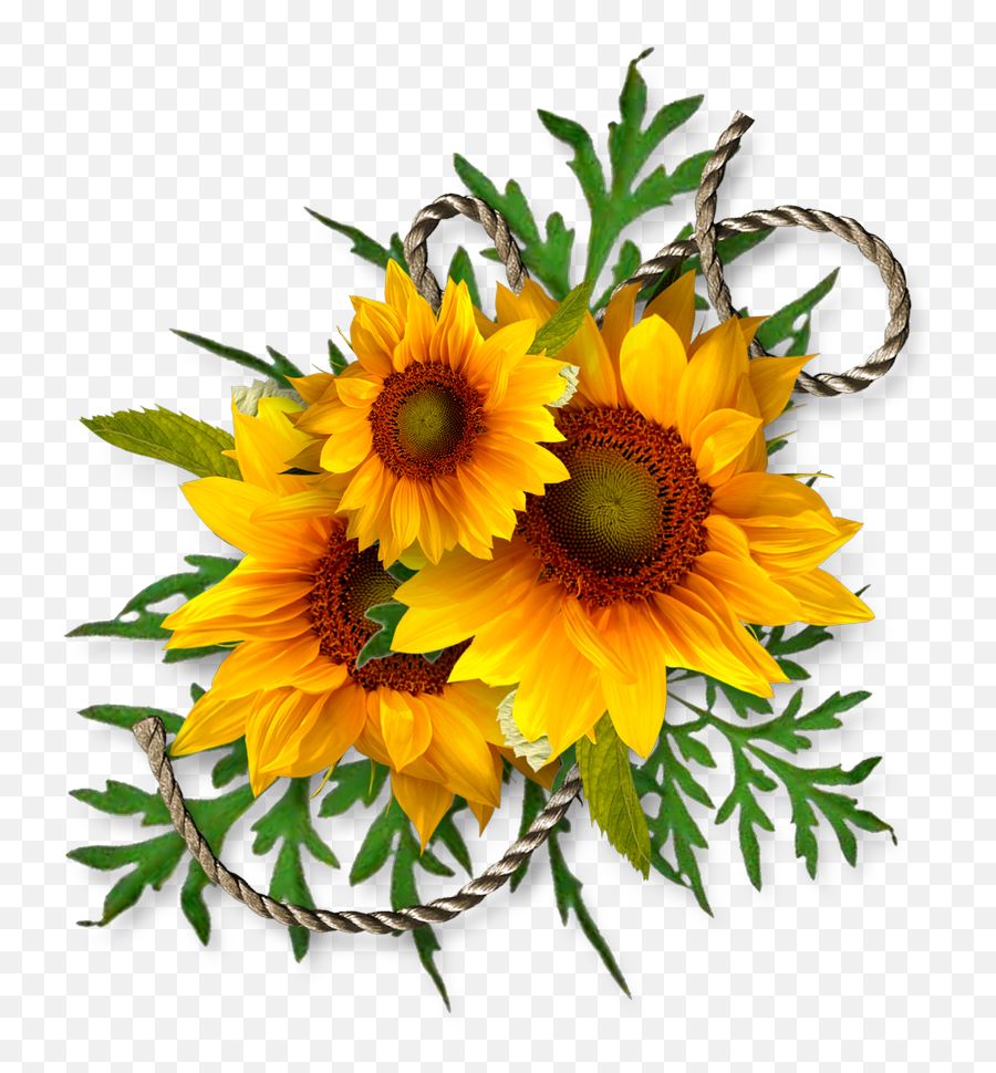 Cheyokota Digital Scraps Transfer Decoupage Kwiaty - Clipart Kuferek Rónoci Na Czwartek Png,Sunflowers Transparent