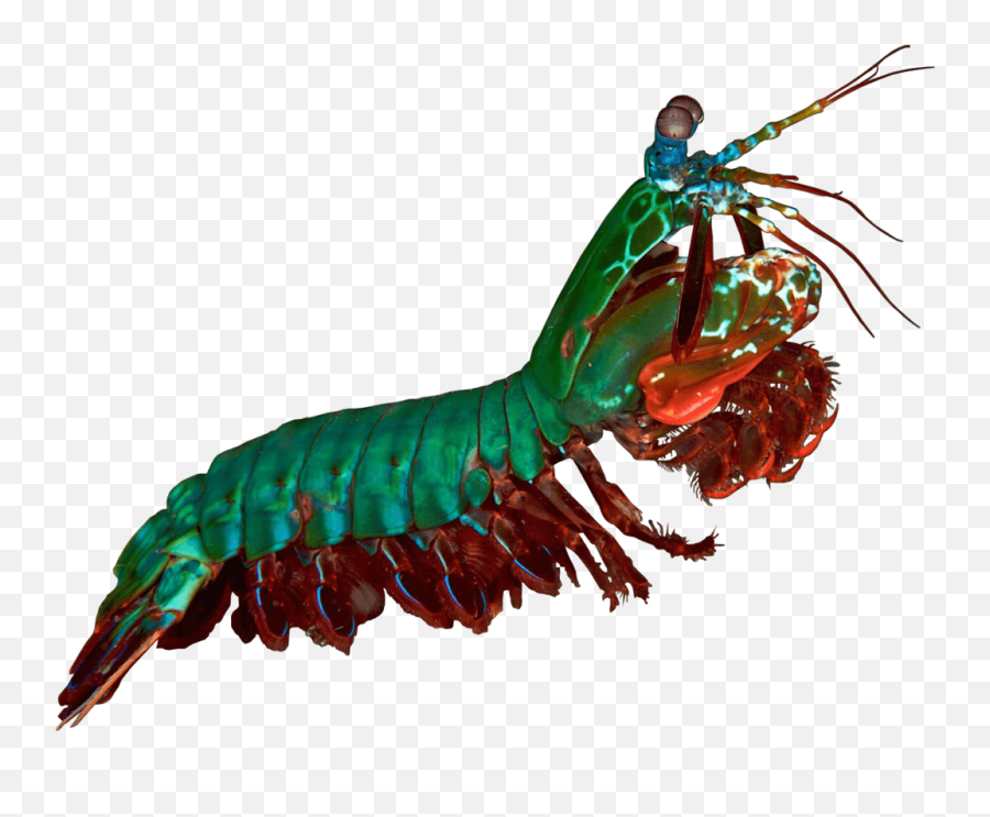 Mantis Cliparts - Peacock Mantis Shrimp Png Transparent Mantis Shrimp On White Background,Mantis Png