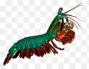 Mantis Cliparts - Peacock Mantis Shrimp Png Transparent Mantis Shrimp On White Background,Mantis Png