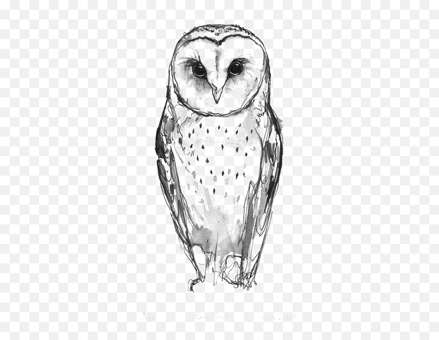 Australian Drawing Barn Owl - Small Barn Owl Tattoopng Owl Drawing For Tattoo,Owl Transparent