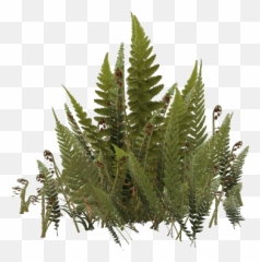 Fern Png 2 Image - Fern,Fern Png