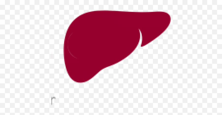 Liver - Liver Png,Liver Png