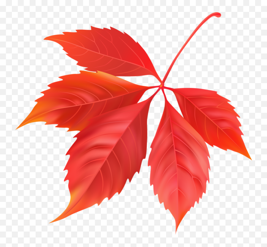 Download Maple Leaf Png Image For Free - Maple Leaf,Maple Leaf Png