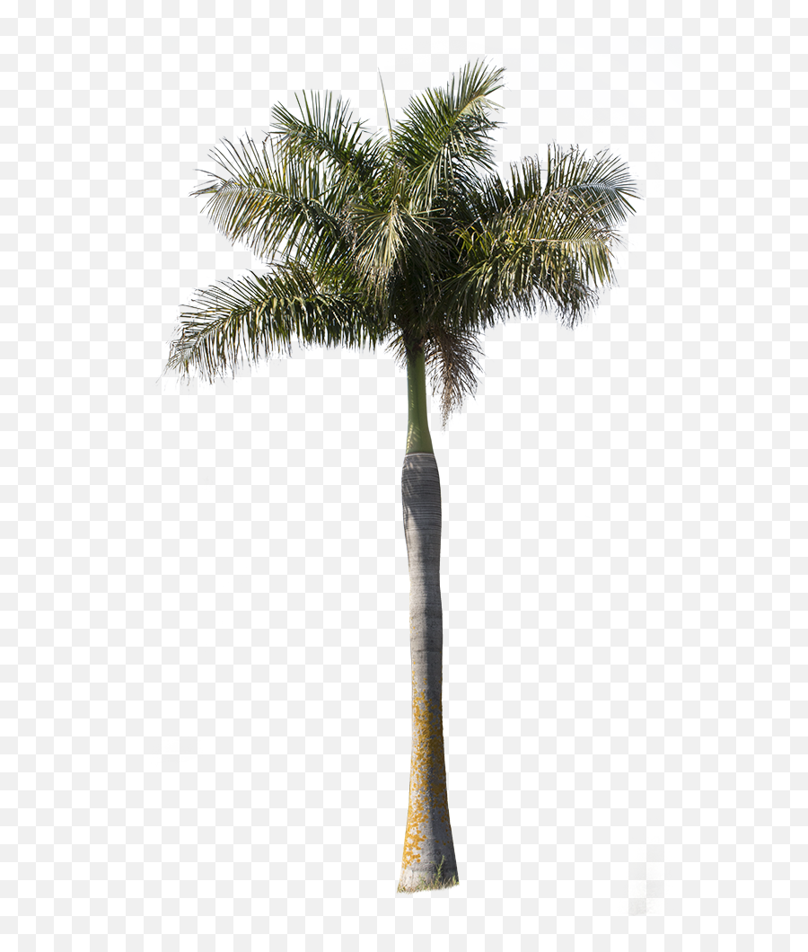Palm Tree - Archontophoenix Palm Tree Cutout Png,Palm Tree Transparent