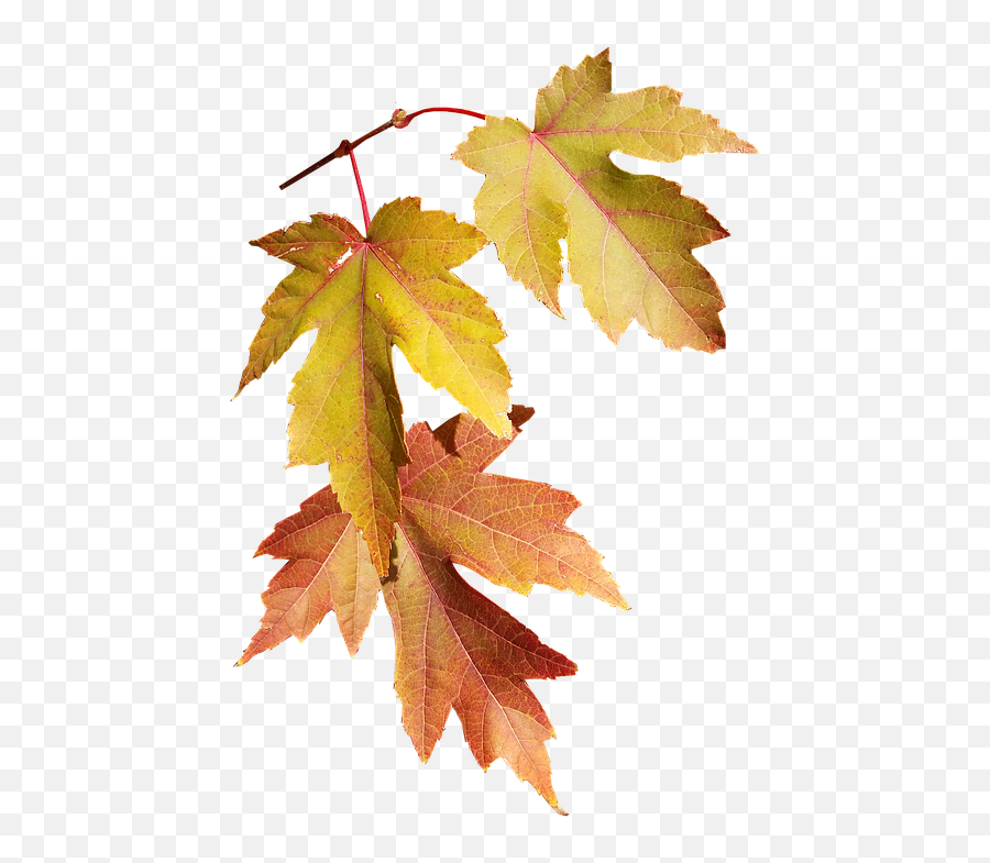 Leaves Autumn Fall Nature Season - Fall Season Transparent Png,Autumn Png