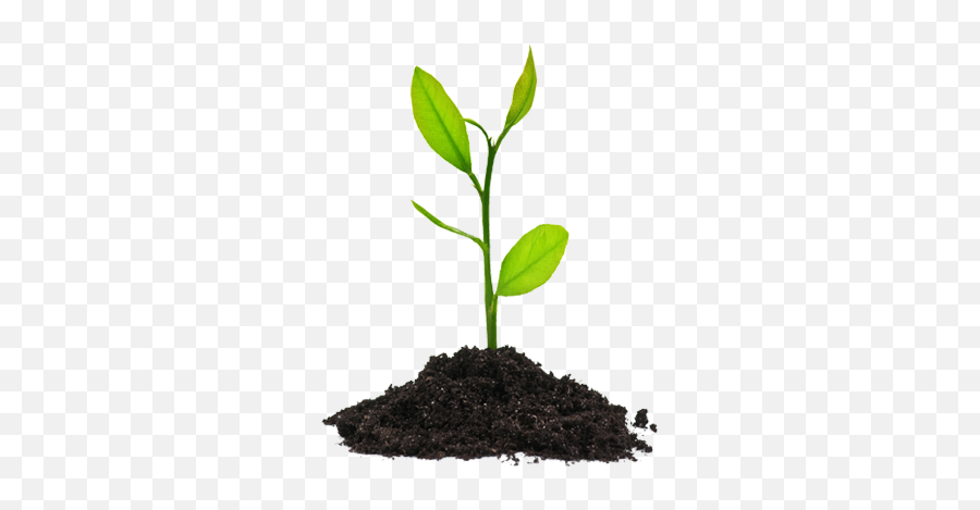 Plant Growing Transparent U0026 Png Clipart Free Download - Ywd Seed Plant Png,Plant Transparent Background