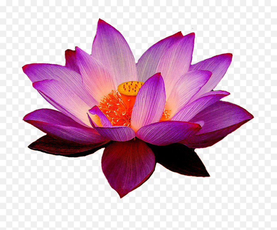 Png Background - Lotus Flower Png,Lotus Transparent Background