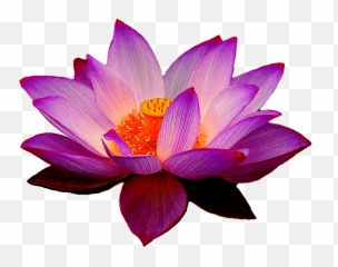 Png Background - Lotus Flower