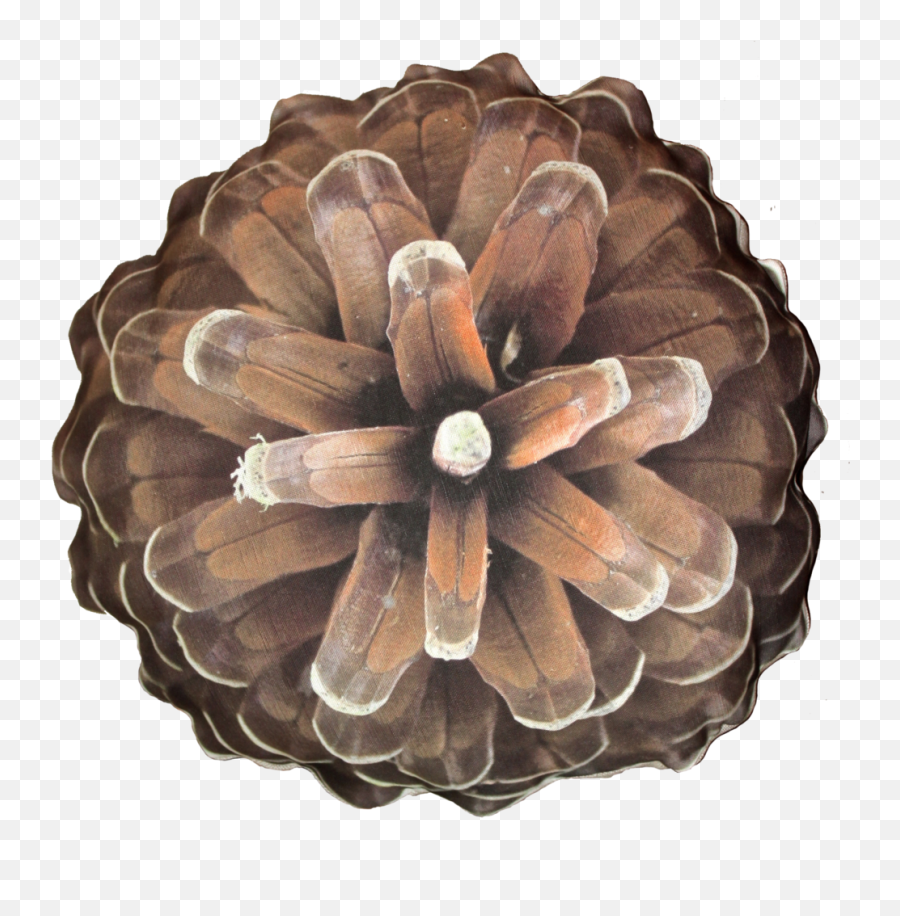 Pine Cone Png Image For Free Download - Conifer Cone,Pine Cone Png