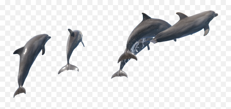 Download Fish Dolphin Png Image - Dolphin,Dolphin Png