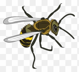 Clipart - Insects Png,Hornet Png