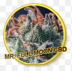 Full Moon Cbd - Label Png,Full Moon Transparent