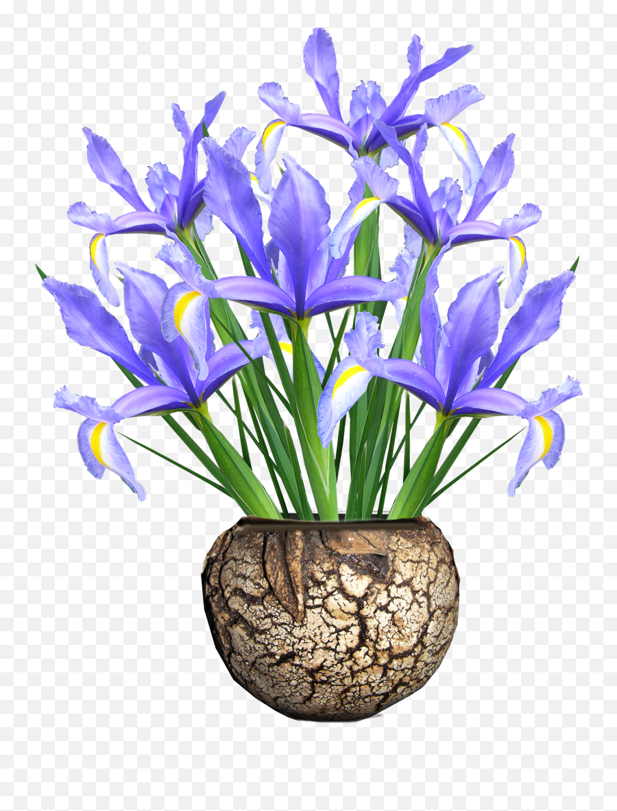 Png Images Iris 4png Snipstock - Watercolor Flowers In Vase,Flower Plant Png