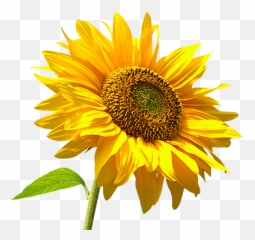 Girasol - Picmix Sun Flower Tree Png,Girasol Png