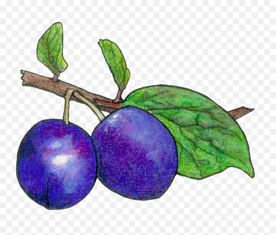 Honeyberry Fruit - Plum Drawing Png Full Size Png Download Damson,Plum Png