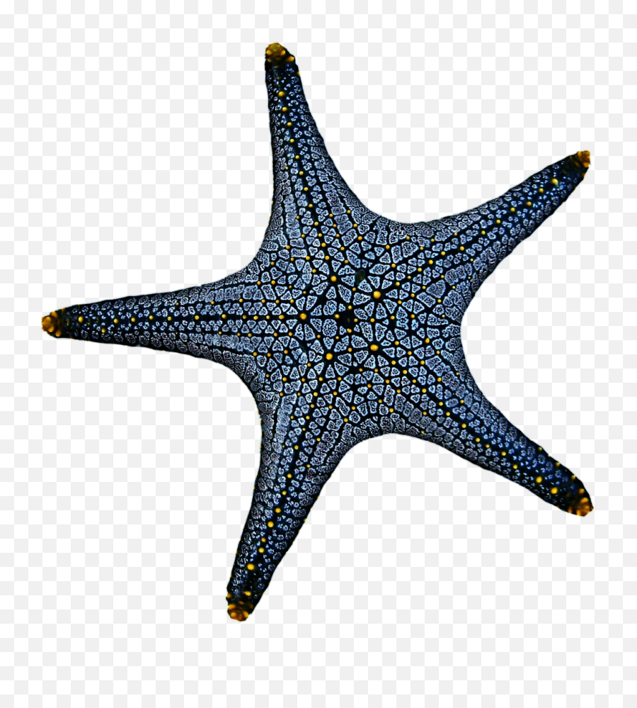 Download Blue Starfish Png - Starfish Transparent Png Linckia Laevigata Png,Starfish Transparent Background