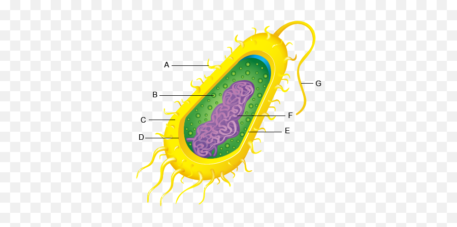 Bacteria Cell Anatomy Parts And Functions - Bacteria Cell Parts And Functions Png,Bacteria Transparent