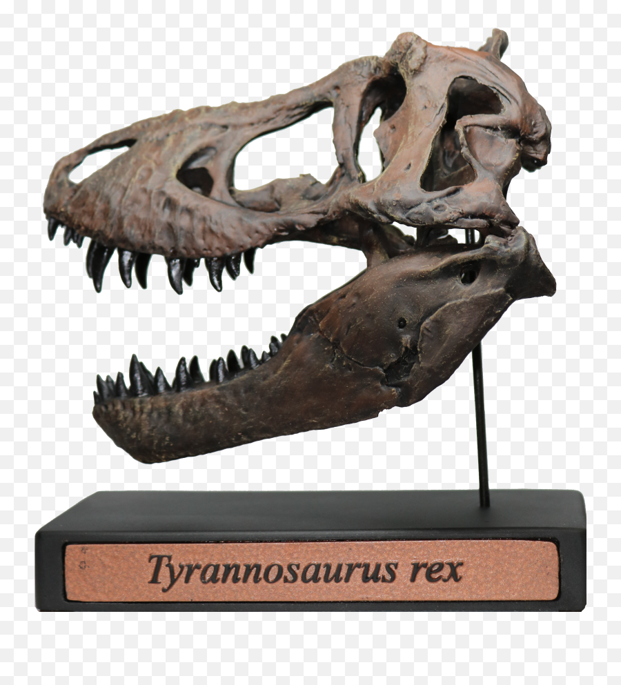 Tyrannosaurus Rex Scale Skull Replica Deeptime Fossils - Tufts Love Rex Skull Replica Png,Tyrannosaurus Png