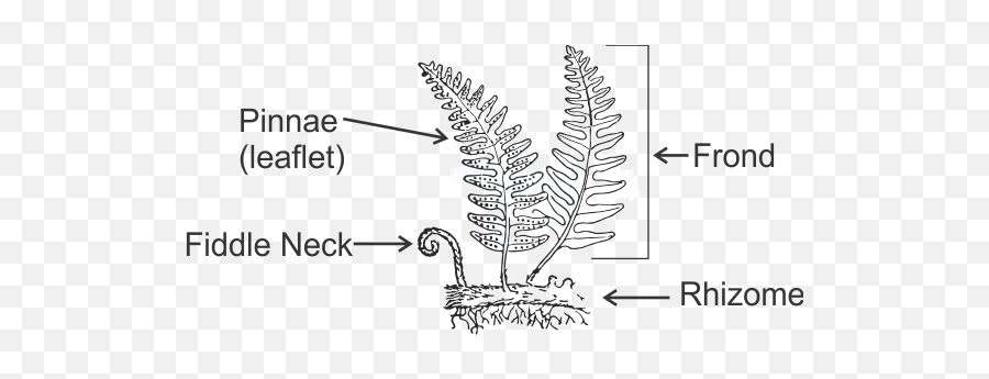 Download Pinnae - Smallest Subdivision Of A Fern Leaf Seedless Vascular Plants Diagram Png,Fern Leaf Png