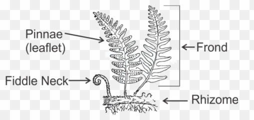 Download Pinnae - Smallest Subdivision Of A Fern Leaf Seedless Vascular Plants Diagram png