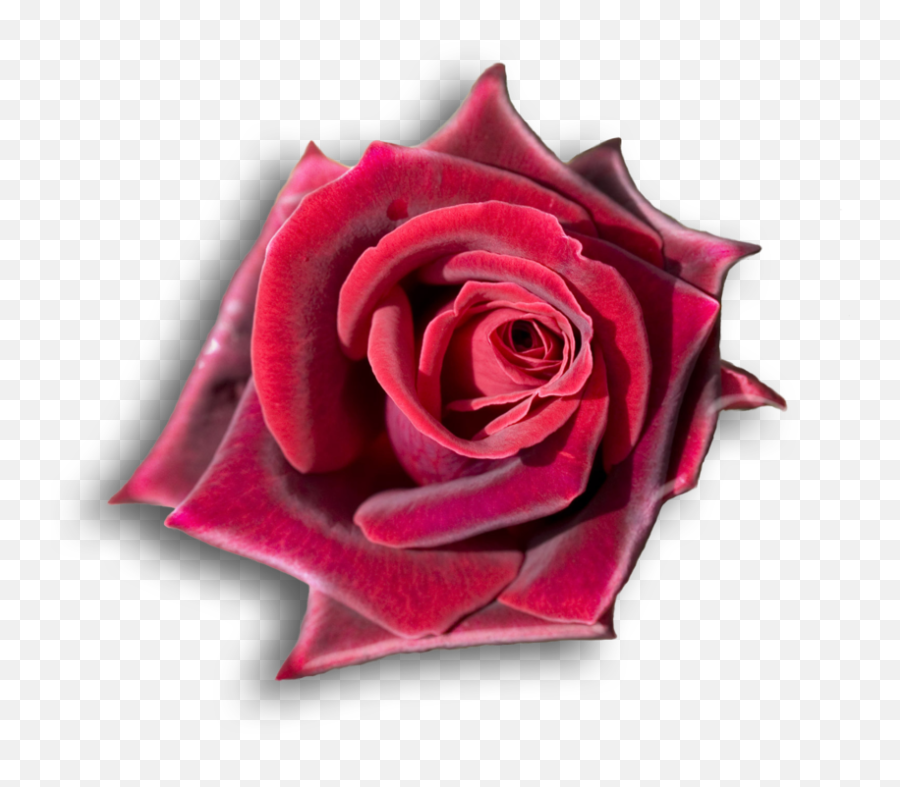 Download Rojo Rosas Rojas Flores Hermosas - Red Black Roses Transparent  Background Png,Rosas Rojas Png - free transparent png images 