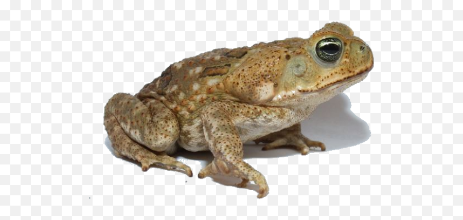 Hints And Tips - Cane Toad Png,Toad Transparent