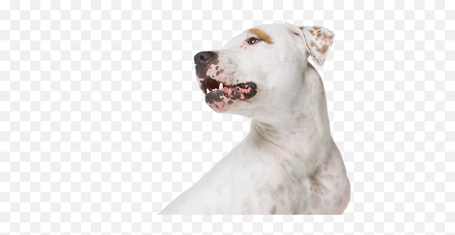 Petsmart Treats Loyalty - Petsmart Dog Png,Petsmart Logo Png