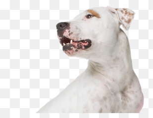 Petsmart Treats Loyalty - Petsmart Dog Png,Petsmart Logo Png