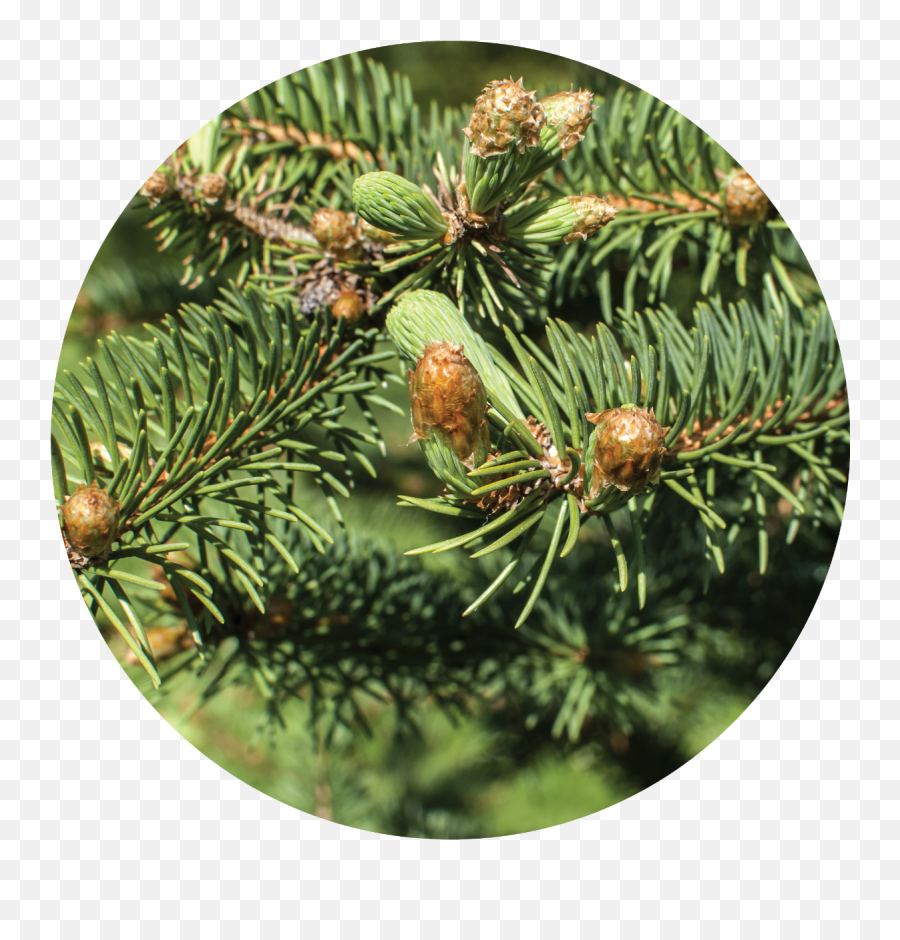 Christmas Tree Essential Oil Png Branch