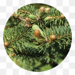 Christmas Tree Essential Oil Png
