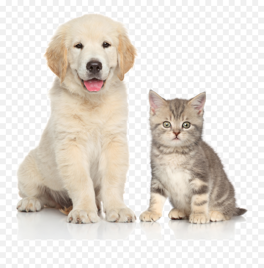 Download And Sitting Pet Dog Cat Kitten Clipart Png Free With Transparent Background
