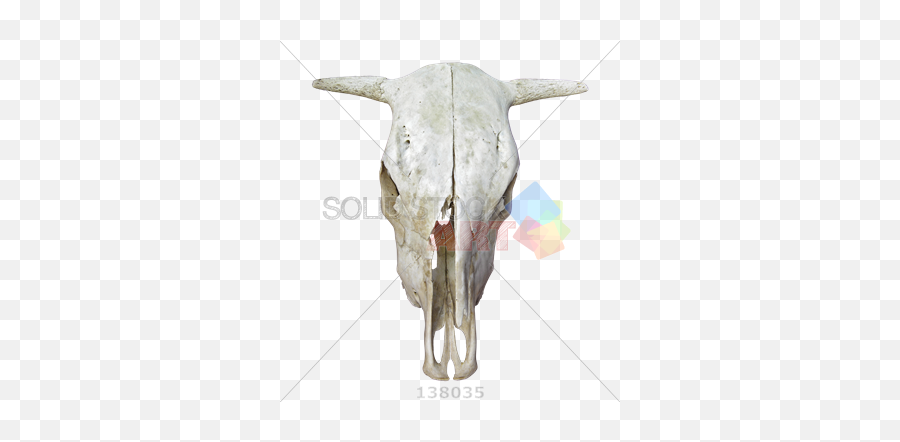 Stock Photo Of Skull A Cow With Horns - Bull Png,Bone Transparent Background