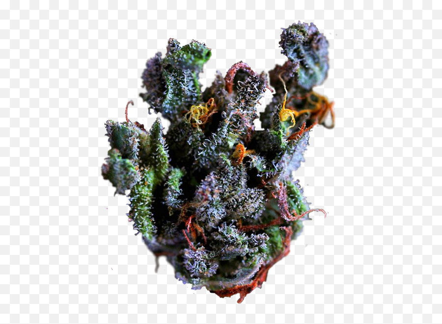 Marijuana Strain Tumblr - Purple Weed Transparent Background Png,Weed Transparent Background