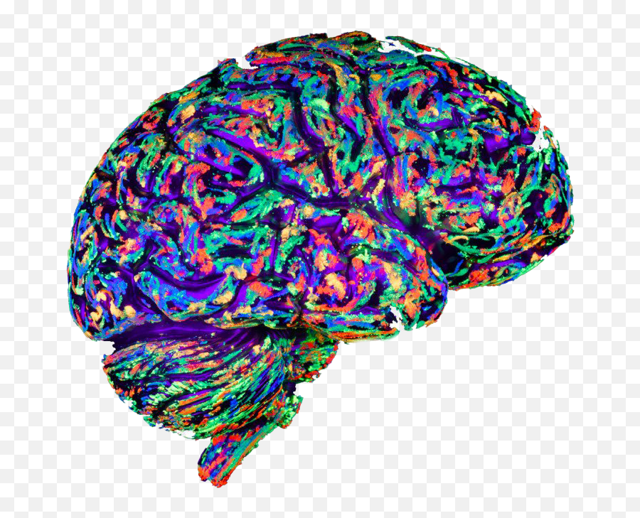 Art Brain Transparent Background Png - Euphoria In The Brain,Brain Transparent Background