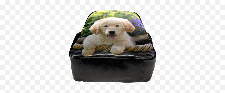 Cute Young Golden Retriever Dog Goldie Puppy Portrait Photo Png Labrador Icon