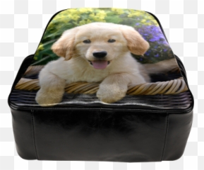 Cute Young Golden Retriever Dog Goldie Puppy Portrait Photo Png