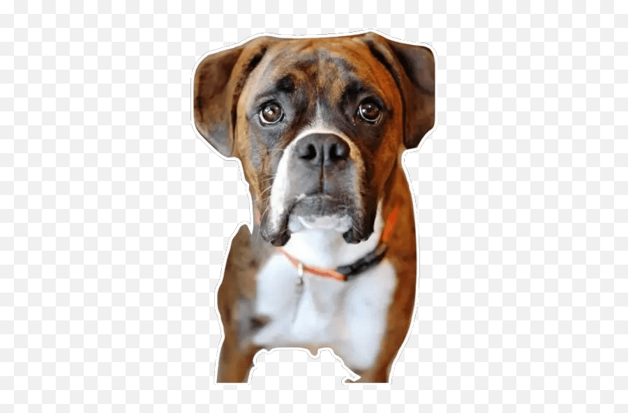 Boxer Stickers - Live Wa Stickers Png,Boxer Dog Icon
