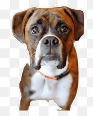 Boxer Stickers - Live WA png