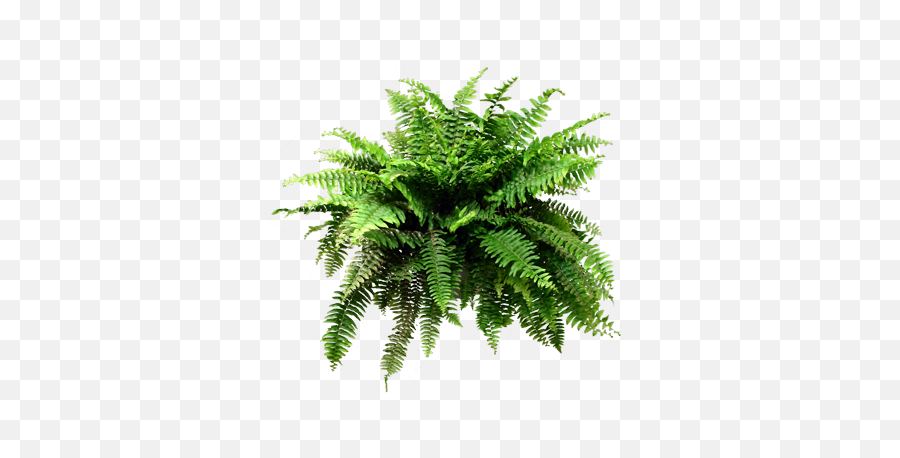 Fern Png Image With No Background