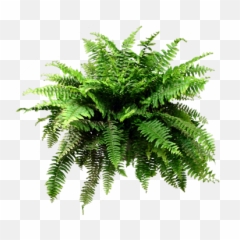 Fern Png Image With No Background