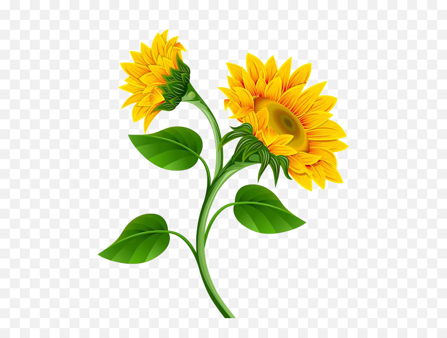 Png Photo - Sunflower Clipart,Sunflowers Transparent Background