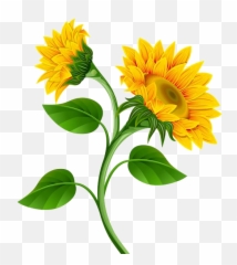 Png Photo - Sunflower Clipart,Sunflowers Transparent Background