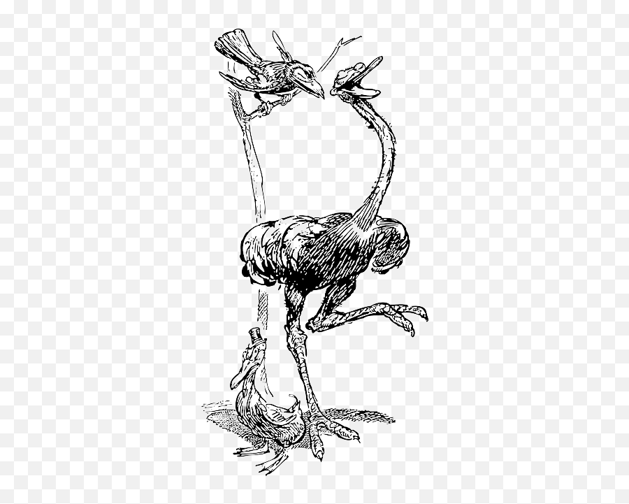 Cartoon Birds Crow Bird Three Tree Laughing - Public Common Ostrich Png,Laughing Png