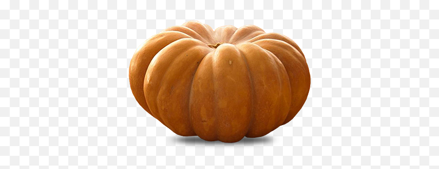 Muscat Squash Exotic King - Pumpkin Png,Squash Png